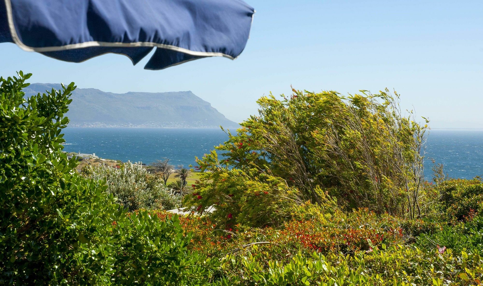Restio Garden Studio Simon's Town Bagian luar foto